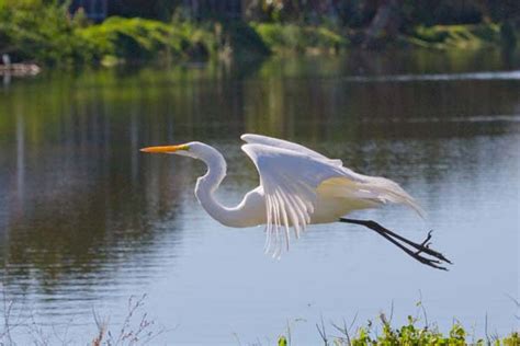 Sanibel Island Golf Club in Sanibel Island | VISIT FLORIDA