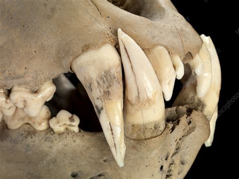 Barbary lion skull - Stock Image - C021/7730 - Science Photo Library