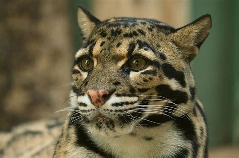 Mengenal Jaguar, Spesies Kucing Besar dengan Gigitan yang Sangat Kuat - Kids