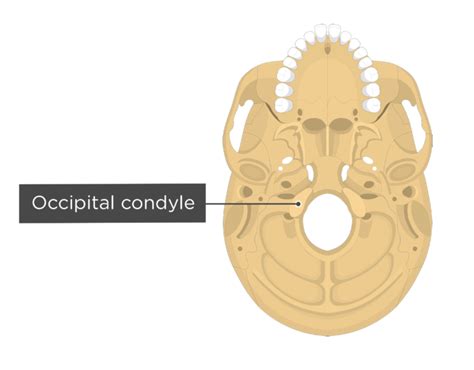 Occipital bone labeled: anatomy & landmarks | GetBodySmart