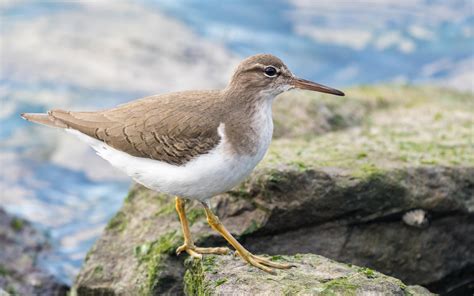 Spotted Sandpiper | Audubon Field Guide