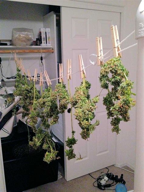 Original Guide to Drying and Curing Marijuana Buds | Grow Weed Easy