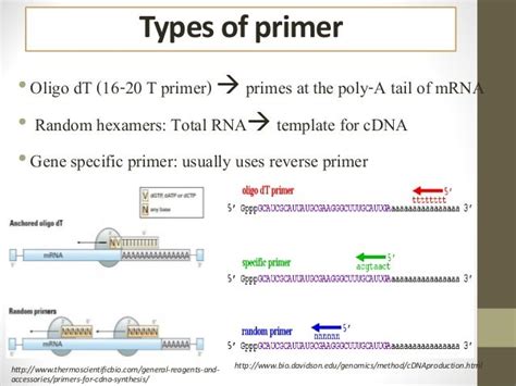 PCR primer design