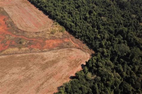 Deforestation in Brazil: how it started, causes and current scenario ...