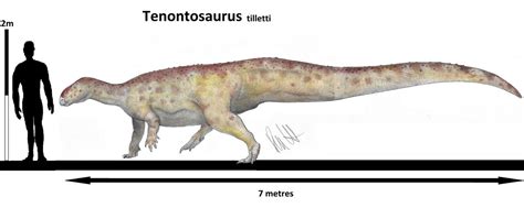 Tenontosaurus tilletti by Teratophoneus on DeviantArt