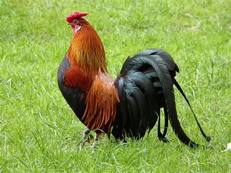 Royalty-Free photo: Red rooster on grasses | PickPik