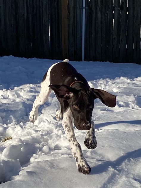 Maverick in his first snow : r/GSP