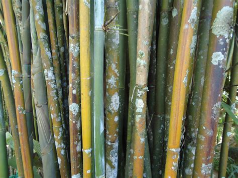 Free photo: Bamboo with fungus - Bamboo, Fungus, Green - Free Download ...