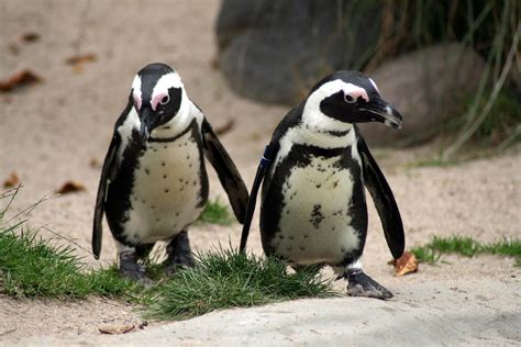 Free Images : animal, wildlife, zoo, beak, fauna, penguin, vertebrate, penguins, flightless bird ...