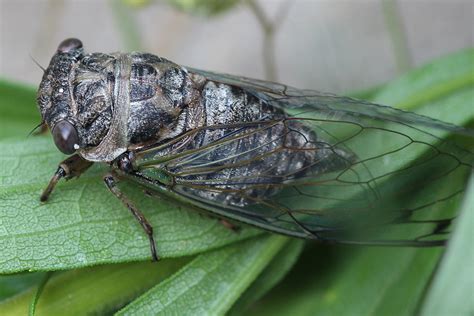 tymbal organ | Back Yard Biology