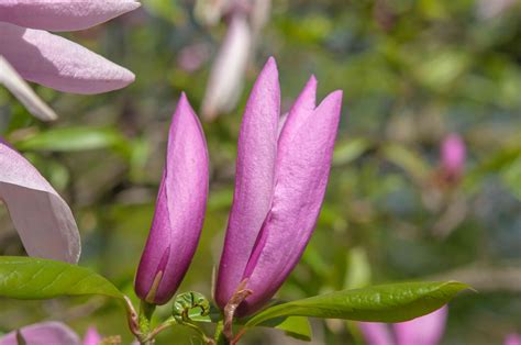 Lily Magnolia: Plant Care & Growing Guide