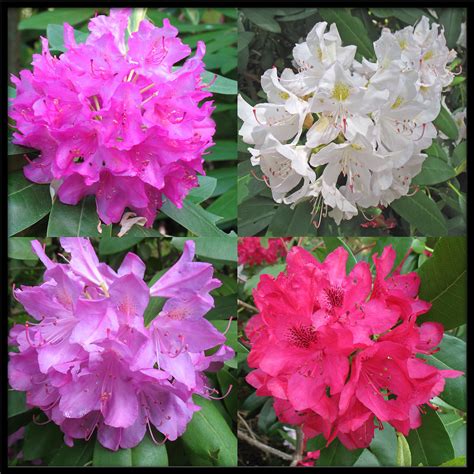 Azalea colorchart | Colors of various azaleas around my yard… | Paul ...