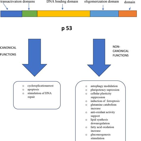 p53 structure and functions. The tp53 protein has two N-terminal... | Download Scientific Diagram