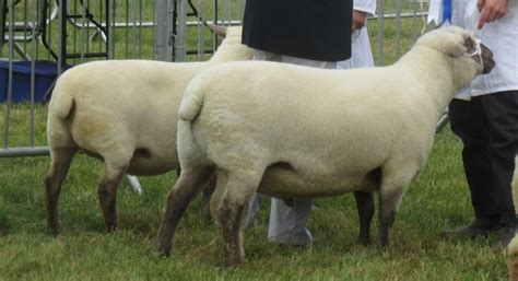 Pedigree Dorset Down sheep breeders – Rampisham Hill Farm