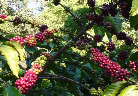 Coffea canephora robusta Coffee 5_Seeds | Etsy