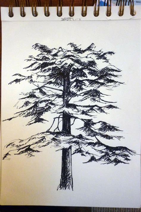 Cedar tree in pen | Tree drawing, Landscape drawings, Tree art