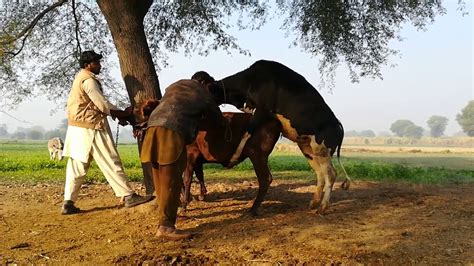 Cow mating from pakistan - YouTube