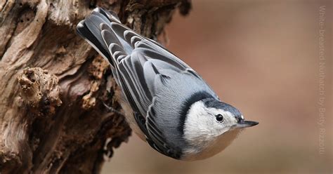 White-breasted Nuthatch - American Bird Conservancy