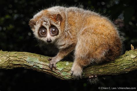 Pygmy slow Loris [IMAGE] | EurekAlert! Science News Releases