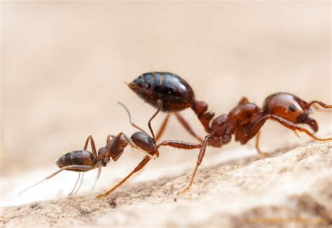 Meet the worst ants in the world | Ars Technica