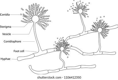 Structure Aspergillus: เวกเตอร์สต็อก (ปลอดค่าลิขสิทธิ์) 1106412350 | Shutterstock