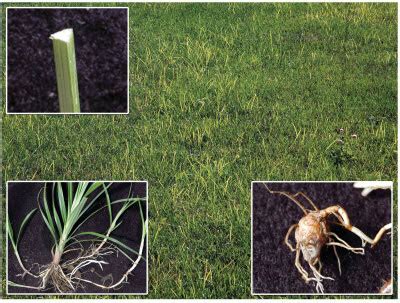 What Does Nutsedge Look like | Nutsedge Weed Identification Guide