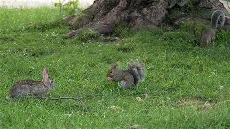 this rabbit has become part of the squirrel family in my backyard. : r ...