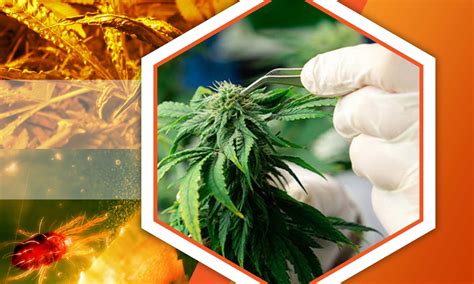 Comprehensive Guide to Managing Broad Russet Mites on Cannabis Plants | SunWest Genetics