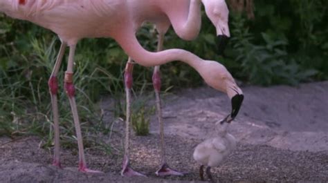 Flamingo Crop Milk: The Secretive Nutrient-Rich Substance Behind the Pink Plumage - Hasan Jasim