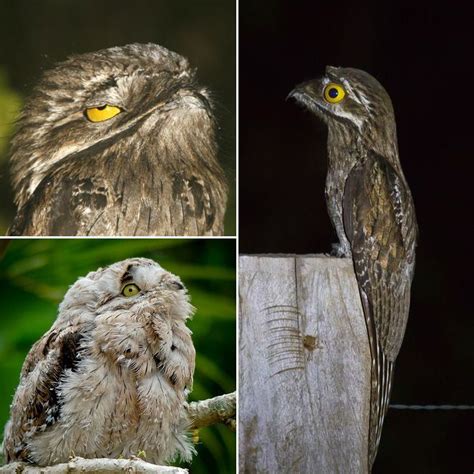 Potoo: The Funniest Looking Bird Ever Great Potoo, Potoo Bird, Nocturnal Birds, Weird Look ...