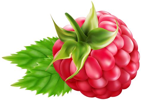 Raspberry clipart, Download Raspberry clipart for free 2019