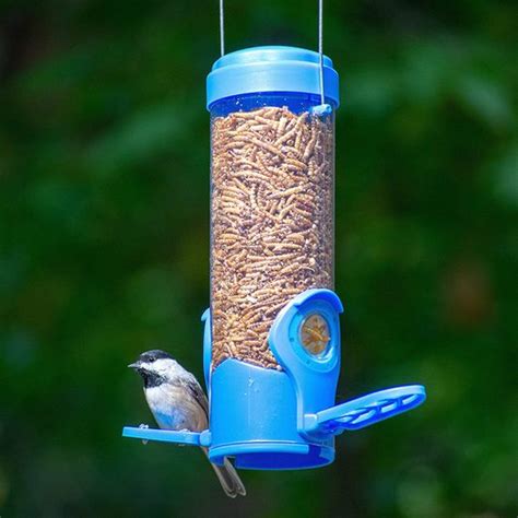 The Best Bluebird Feeders and Feeding Tips - Birds and Blooms