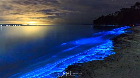 Light Fantastic - Bioluminescent Plankton at Barfleur Beach | Andy ...