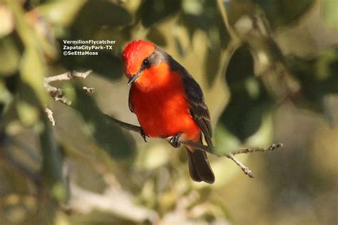 'Oh, WOW' bird: Vermilion Flycatcher - Birds and Blooms