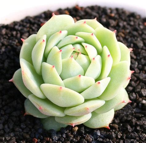 Live Succulent Plant, Echeveria derenbergii Hybrid, Mini Succulent Rooted in 2” Planter, Rare ...