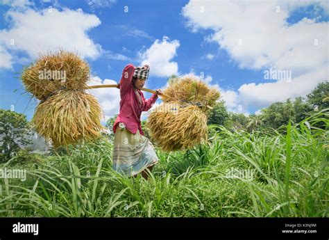 Agriculture Bangladesh Stock Photo - Alamy