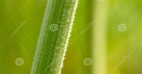 Herbaceous Plant Stem / Photo Of Herbaceous Plant Of Daisy Family With ...