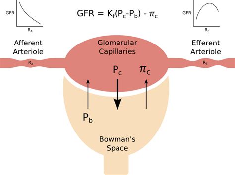 Glomerular Filtration Rate | Pathway Medicine