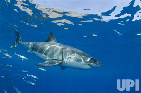 Photo: Great White Shark migration observed in Mexico - IGP20080917011 ...