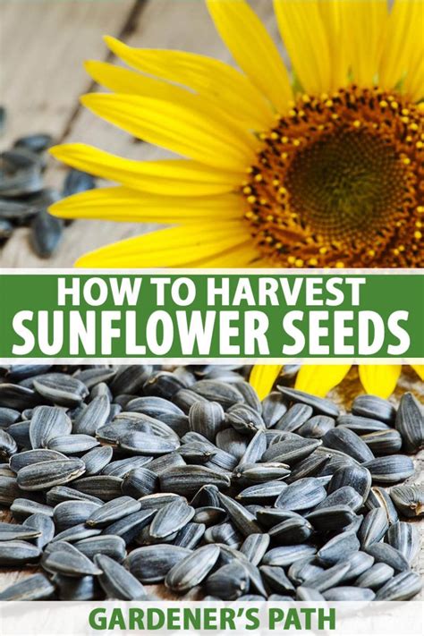 How to Harvest Sunflower Seeds | Gardener's Path