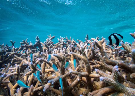 A Snorkeling Guide to Ningaloo Reef