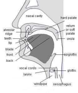 organs-of-speech - Myefe English