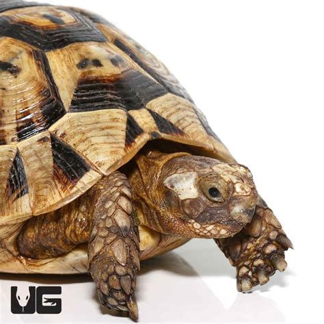 Greek Tortoises For Sale - Underground Reptiles