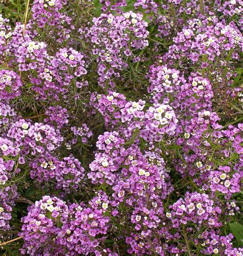 Dwarf Purple Alyssum Seeds – West Coast Seeds