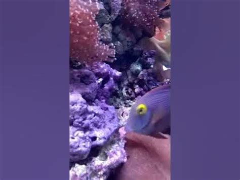 Boop fish - YouTube