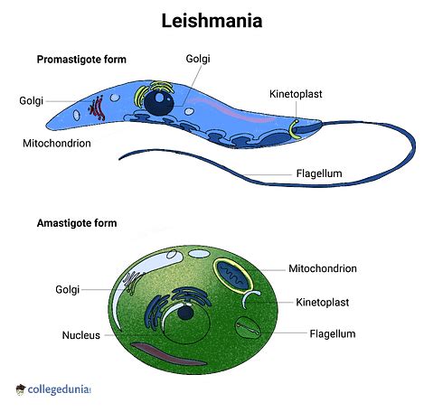 Leishmania Life Cycle: Stages, Leishmaniasis & Its Types