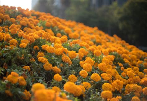 Cempasúchil, flor de vida, flor de muertos - Nikte