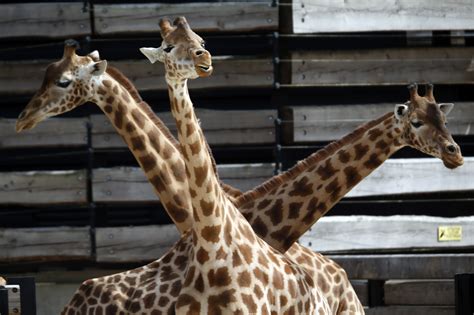 France - Paris zoo reopens - Pictures - CBS News