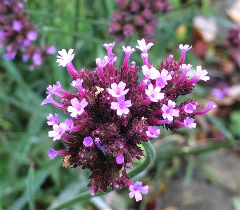 A Fall Star: Verbena bonariensis | Bobbie's Green Thumb