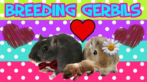 How To Breed Gerbils - YouTube